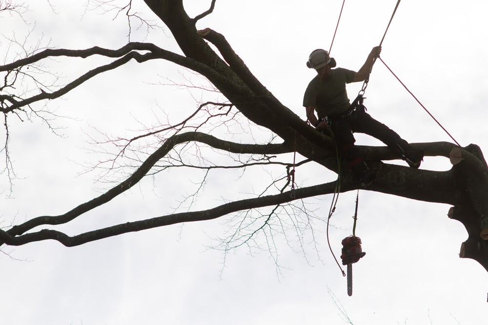A Tree Two One climber high in a bare tree on ropes, with the chainsaw on a lanyard