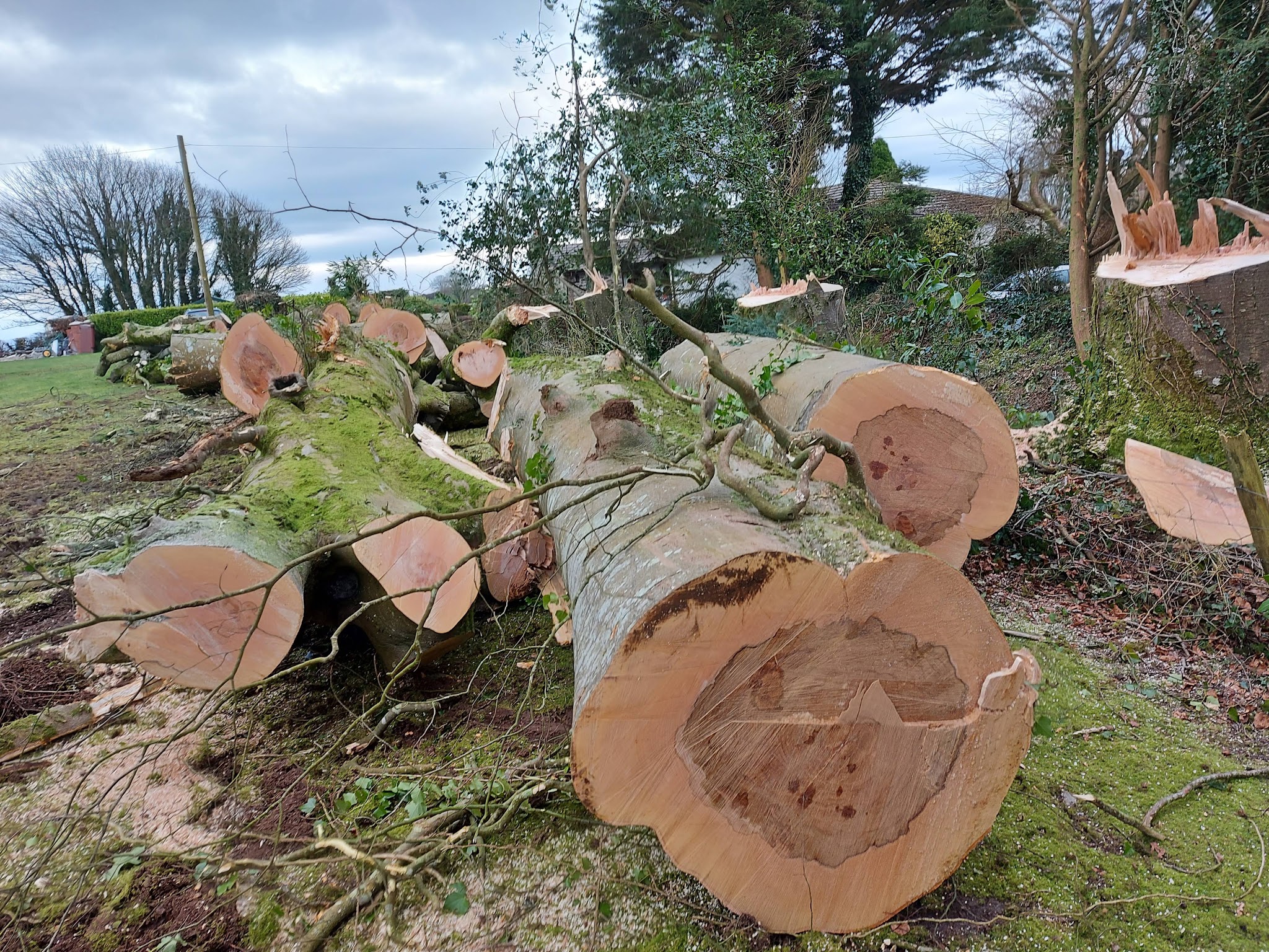 Felled trunks cut into rounds, ready to be cleared