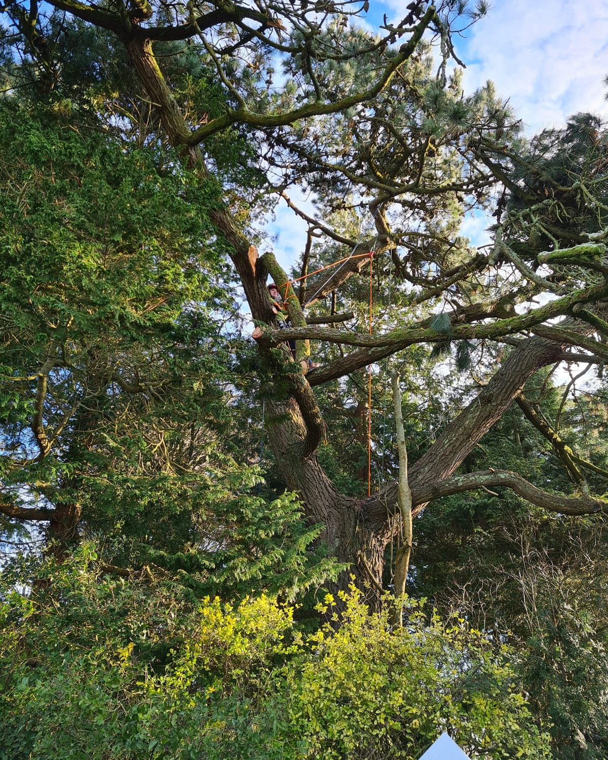 A large pine and its spreading crown, ready for work