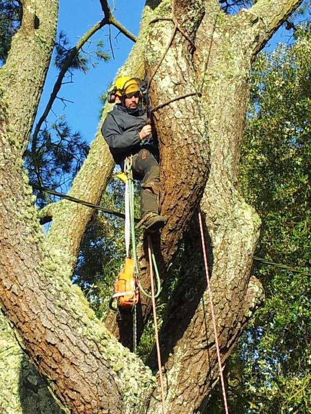 Climber in helmet working with a chainsaw in a lichen covered tree